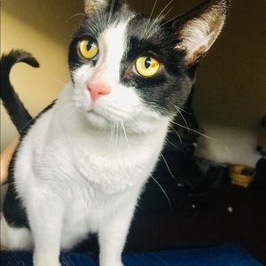 Meet your Posher, Ariel